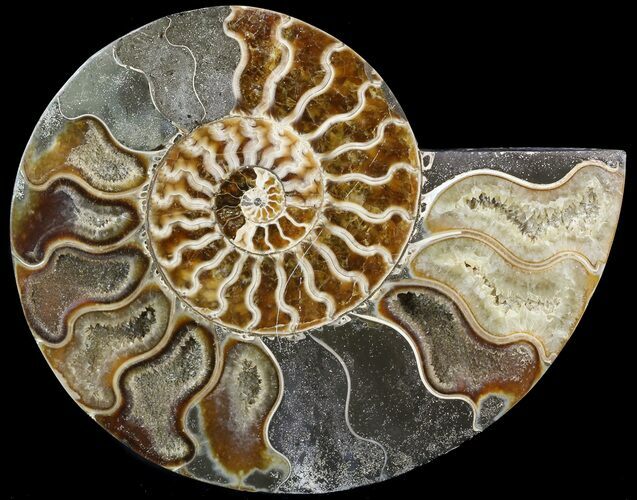 Cut Ammonite Fossil (Half) - Agatized #49892